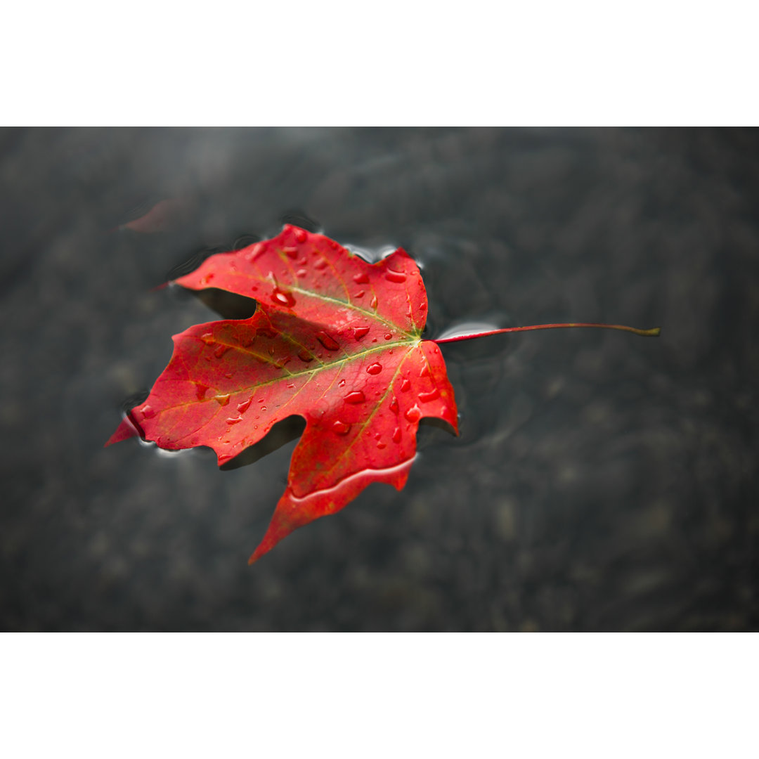 Maple Leaf Floating On Fresh Water von Pgiam - Leinwanddrucke