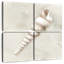 Sable doux et coquille III-109142770
