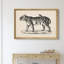 Brodtmann mâle tigre - cadre photo, reproduction d'art sur toile-783364887-783364886