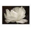 «White Tulip III» par Cora Niele - reproduction de photo sur toile-31355314