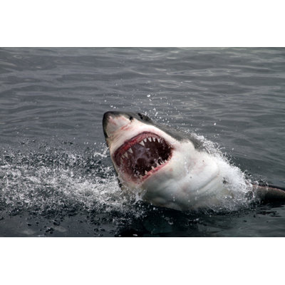 Great white shark attacking 1 Piece Wrapped Canvas Wall Art