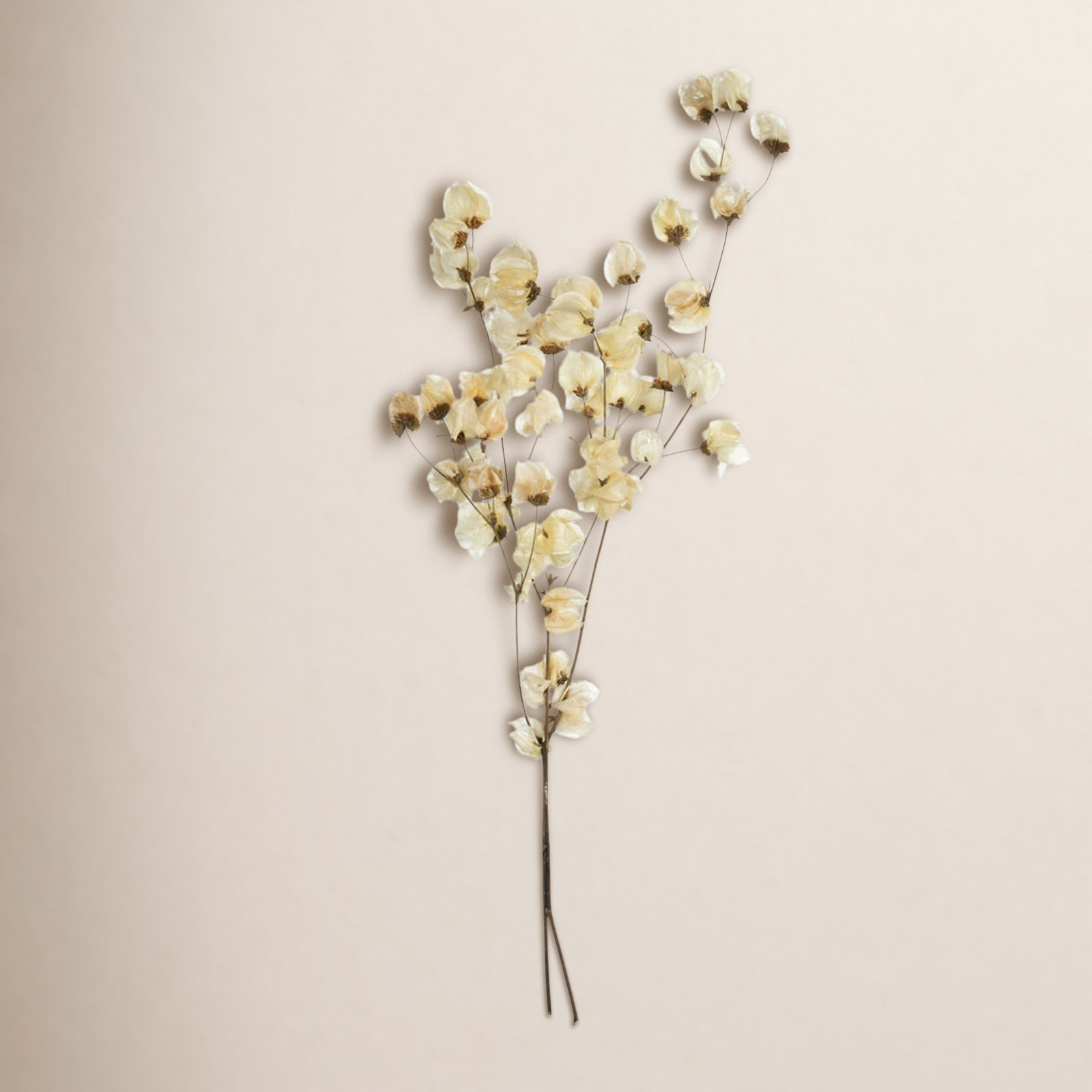 Cara Blossom Stems