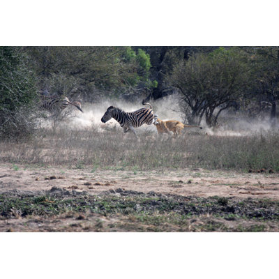 Lion Attacks Zebra in Kruger Park, South Africa by Moonstone Images