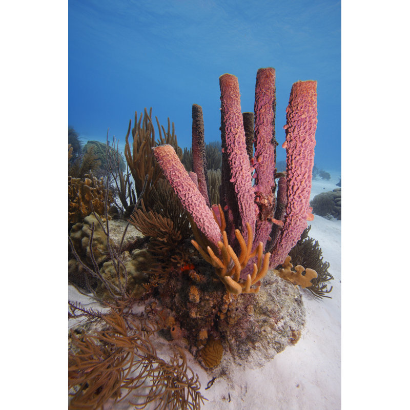 Stove-pipe Sponge by MichaelStubblefield - Wrapped Canvas Print, 30cm H x 20cm W x 3.8 D