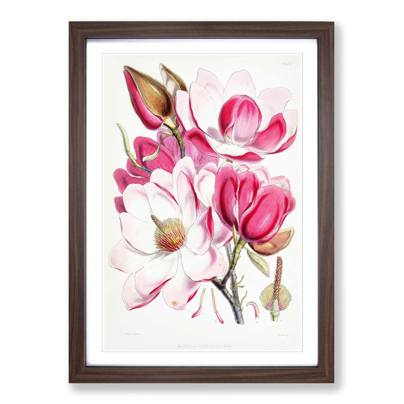Himalayan Magnolia Flowers by W. H. Fitch - Picture Frame Painting Print on MDF, 36cm H x 27cm W x 2cm D, Walnut Framed