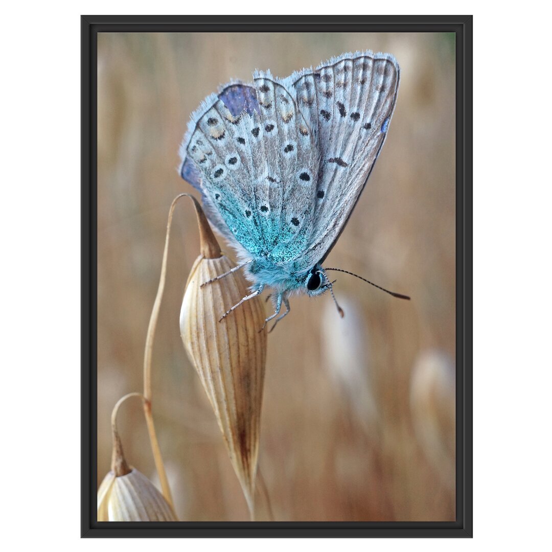 Gerahmtes Wandbild Schmetterling auf Blume Natur Tier