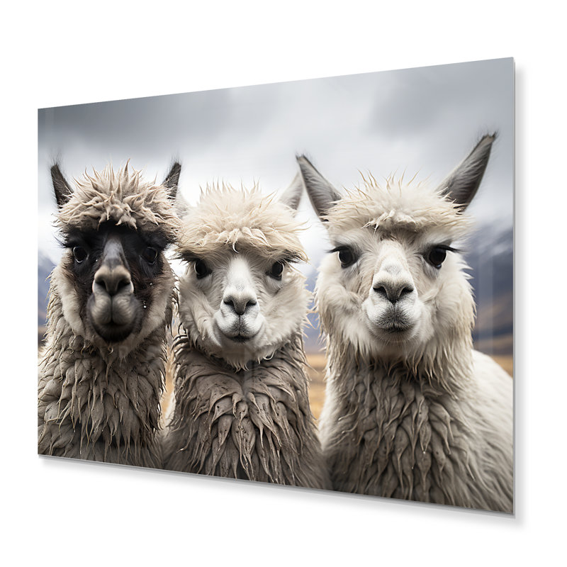 Lama, photographie de paysage monochrome - décoration murale animaux en métal, H 12 po x l 20 po x P 1 po