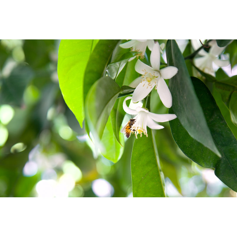 Laylla Bee And Tangerine Tree by Okssi - Wrapped Canvas Print, 30cm H x 46cm W x 3.8cm D