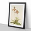 Magnolia Flowers Illustration Tab. 38 by Frederick Sander - Picture Frame Painting Print-55759278-55759279