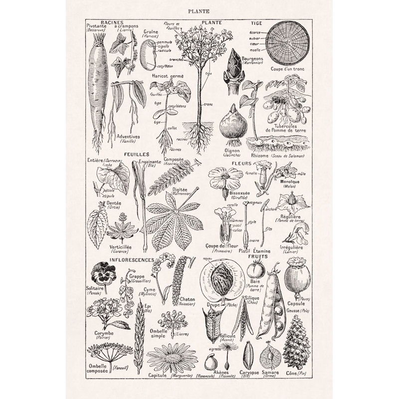 Old Illustration About Plants by Gwengoat - Wrapped Canvas Print, 91cm H x 61cm W