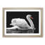 White Swan Swimming - Picture Frame Painting Print-56739283-56739281
