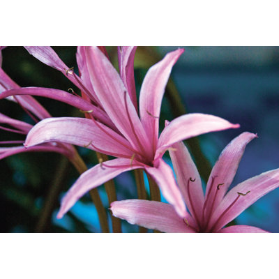 Magenta Lillies - Wrapped Canvas Print