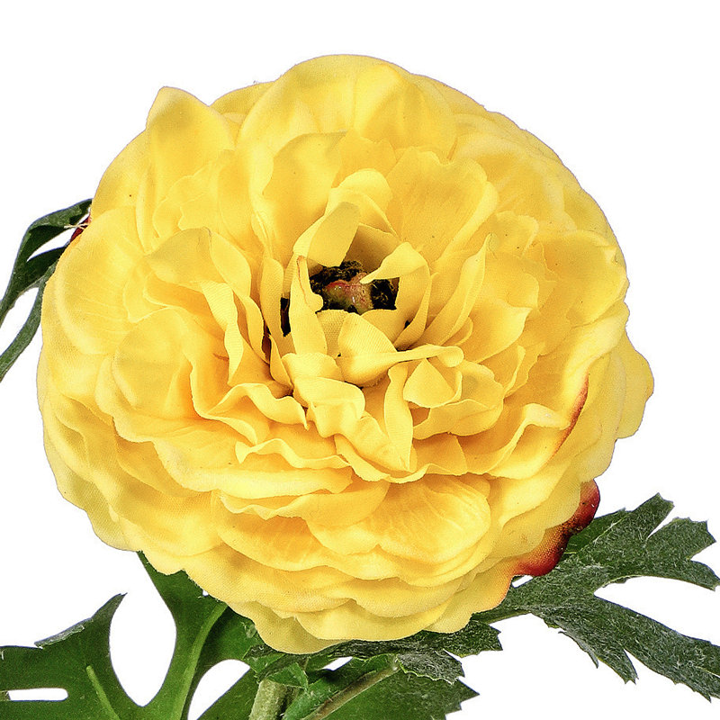 Ranunculus Clooney 19 po Just Cut , Jaune