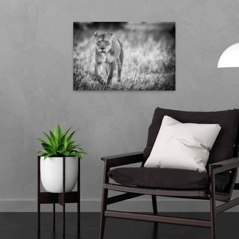 Intense Lioness Gaze Contemporary Wall Art Print, 16" H x 24" W
