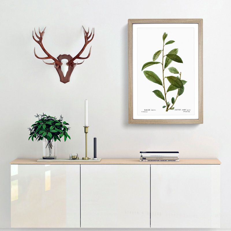 Grey Willow Tree Branch by Pierre-Joseph Redoute - Framed Print, 65cm H x 48cm W x 2cm D, Oak Framed