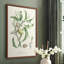 Antique Ammond Botanical IV, reproduction encadrée - bois massif-227015156-227015163