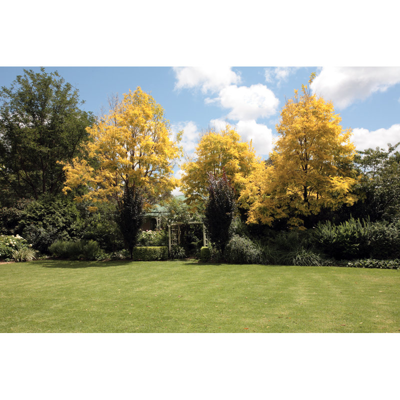 Autumn Garden With Open Lawn And Trees by Claylib - No Frame Art Prints on Canvas, 30cm H x 46cm W