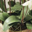 Evan Orchids Arrangement-20210602