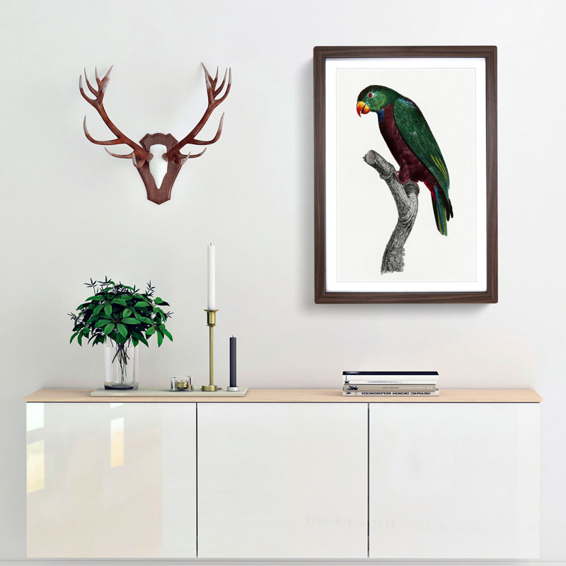 Red-Billed Parrot by F. Levaillant - Picture Frame Painting Print, 36cm H x 27cm W x 2cm D, Walnut Framed