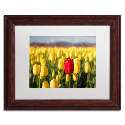 « red tulip » par pierre leclerc,, reproduction de photo encadrée