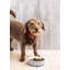 Petsware Dog Bowls-56471315-56471316