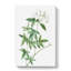 Lady Bank's Rose In White by Pierre-Joseph Redoute - Wrapped Canvas Print-55365865