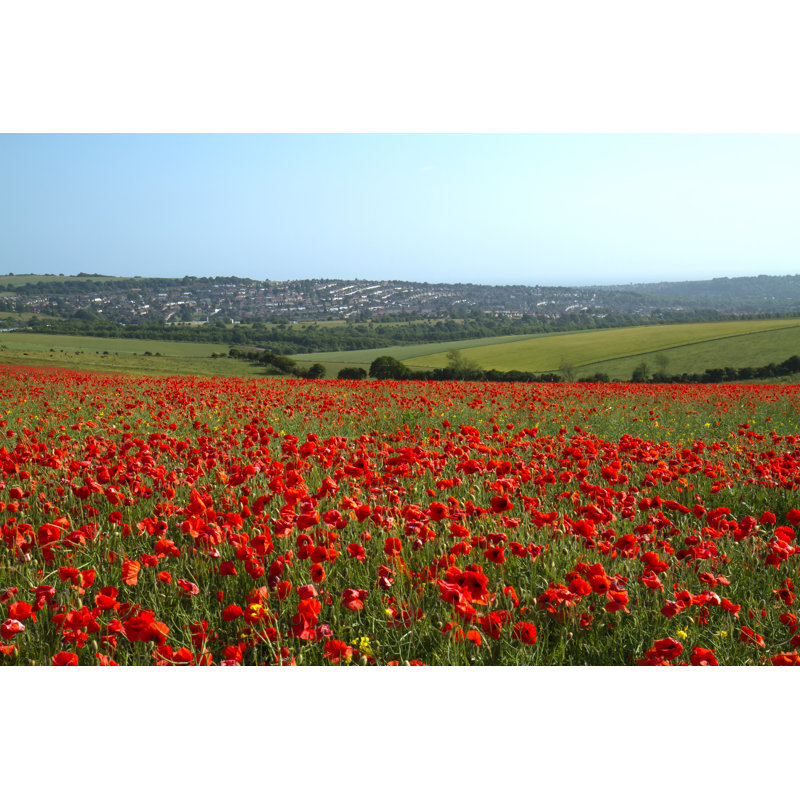Ellensburg Poppy Field - Wrapped Canvas Print, 30cm H x 46cm W x 3.8cm D