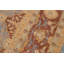 Silke Wool Oriental Rug