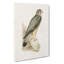 Merlin Falcon by Von Wright - Wrapped Canvas-55310823
