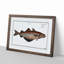 Pollock Fish by M.E. Bloch - Picture Frame Painting Print-55601890-55601893