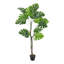 155cm Plant