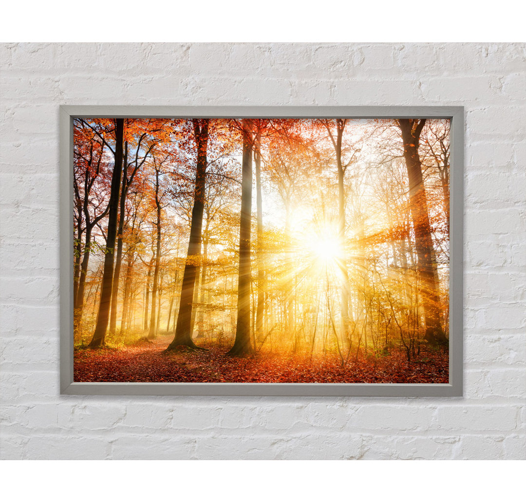 Great British Autumn Woodland - Einzelne Bilderrahmen Kunstdrucke auf Leinwand