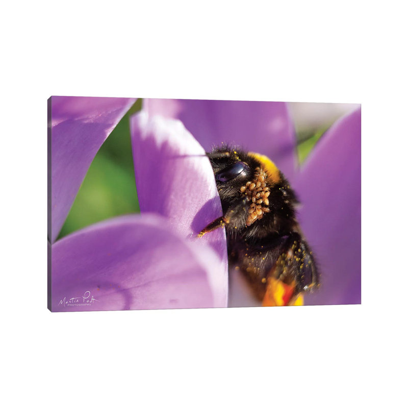 Bee II by Martin Podt - Wrapped Canvas Print, 20.32 cm H x 30.48 cm W