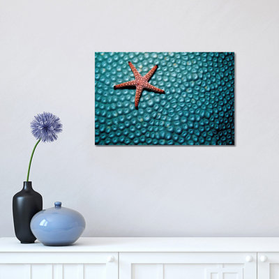 A Fromia Species Sea Star Grazing On A Sponge In The Indo-Pacific Ocean - Wrapped Canvas Print