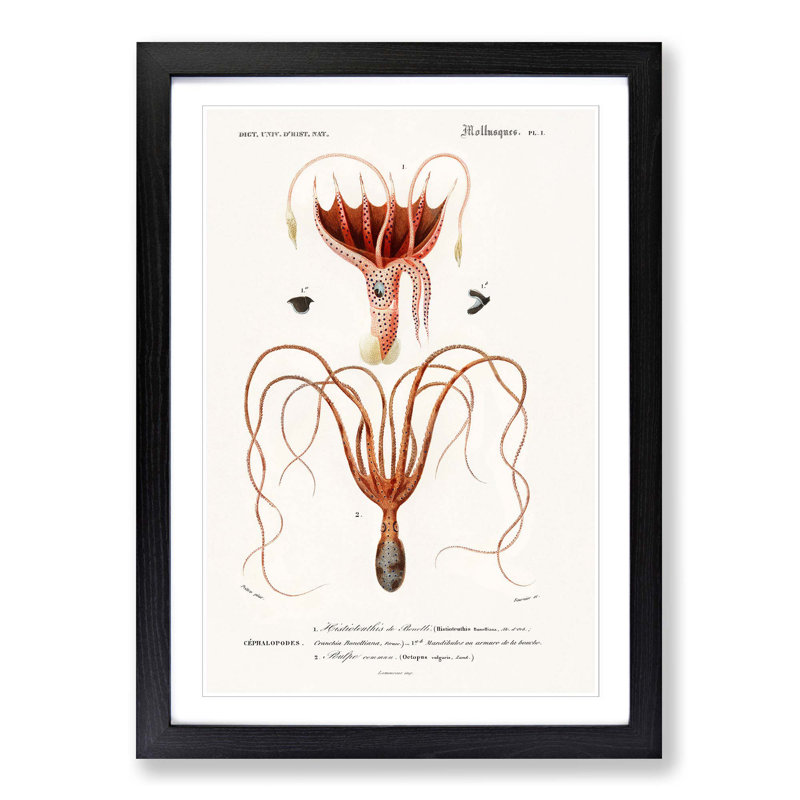 Octopus and Squid by Charles d' Orbigny - Picture Frame Painting Print, 36cm H x 27cm W x 2cm D, Black Framed