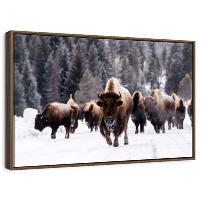Winter Bisons