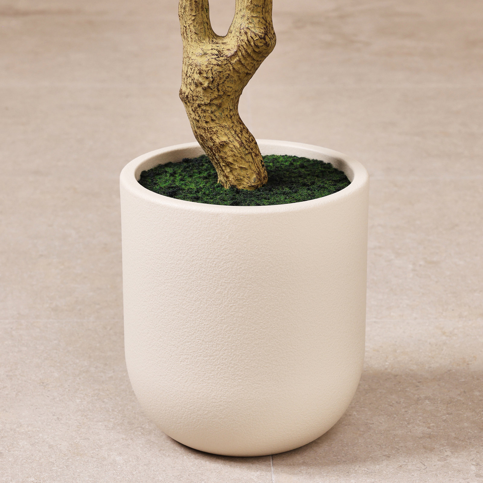 Ashwell Olive Tree in Pot, 84" x 11"