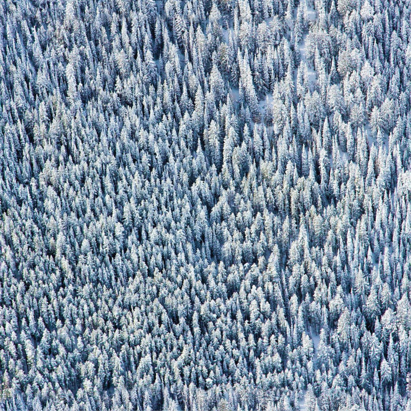 Gray Malin Snowy Pines 10' L x 24" W Wallpaper Tile, Non-pasted, Faux Grasscloth