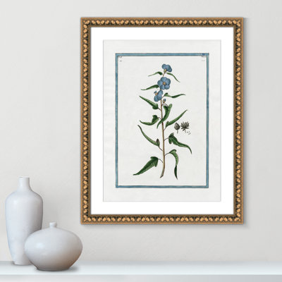 Colombe Shabby Elegance Botanical I - Framed Art Full Bleed