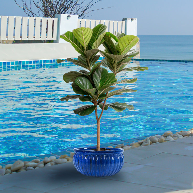 Outdoor Ceramic Ribbed Bowl Planter - Imperial Blue