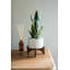 Plante de serpent pour plante