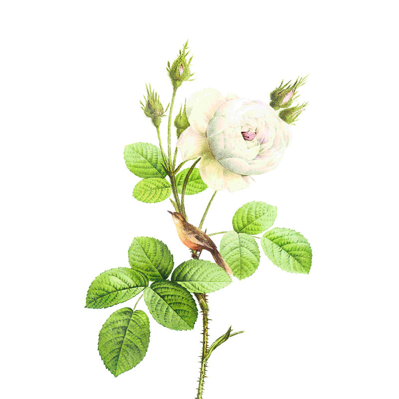 Oiseau sur une fleur blanche botanique, H 18 po x l 12 po