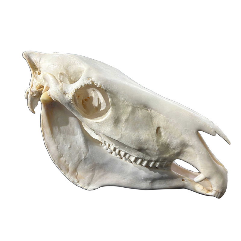 Gonzella Genuine Zebra Skull