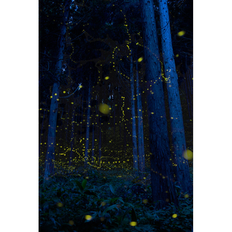 Lucioles japonaises (Luciola Parvula), H 36 po x l 24 po