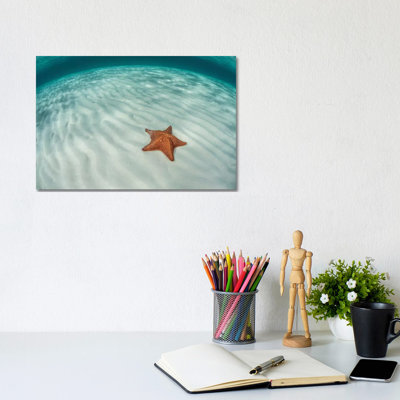 A West Indian Starfish On The Seafloor In Turneffe Atoll, Belize by Ethan Daniels - Wrapped Canvas Print