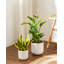 HDHPOT Ceramic Pot Planter