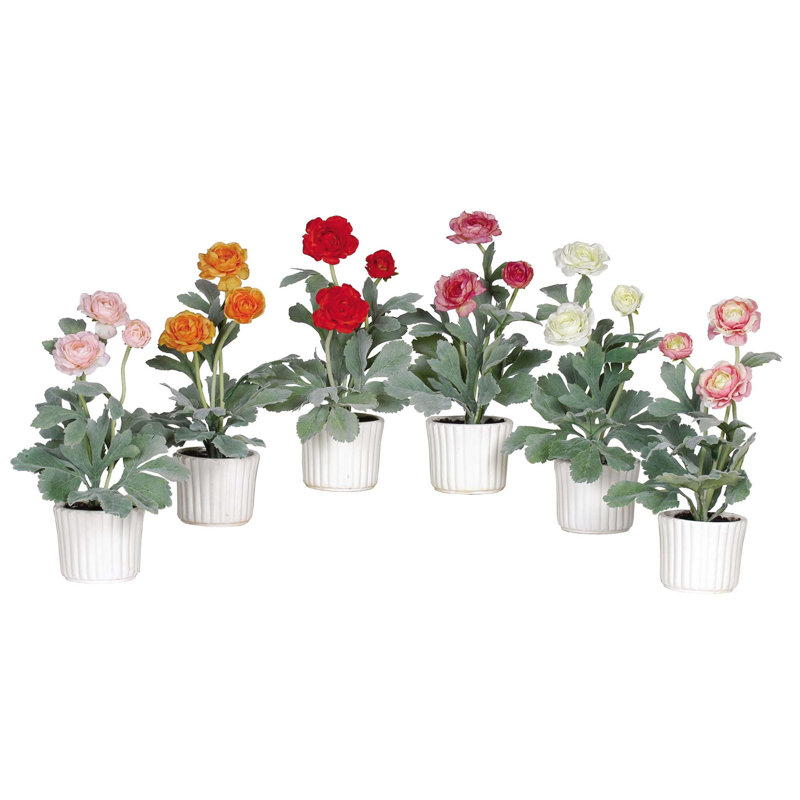 Ranunculus Arrangement in Vase