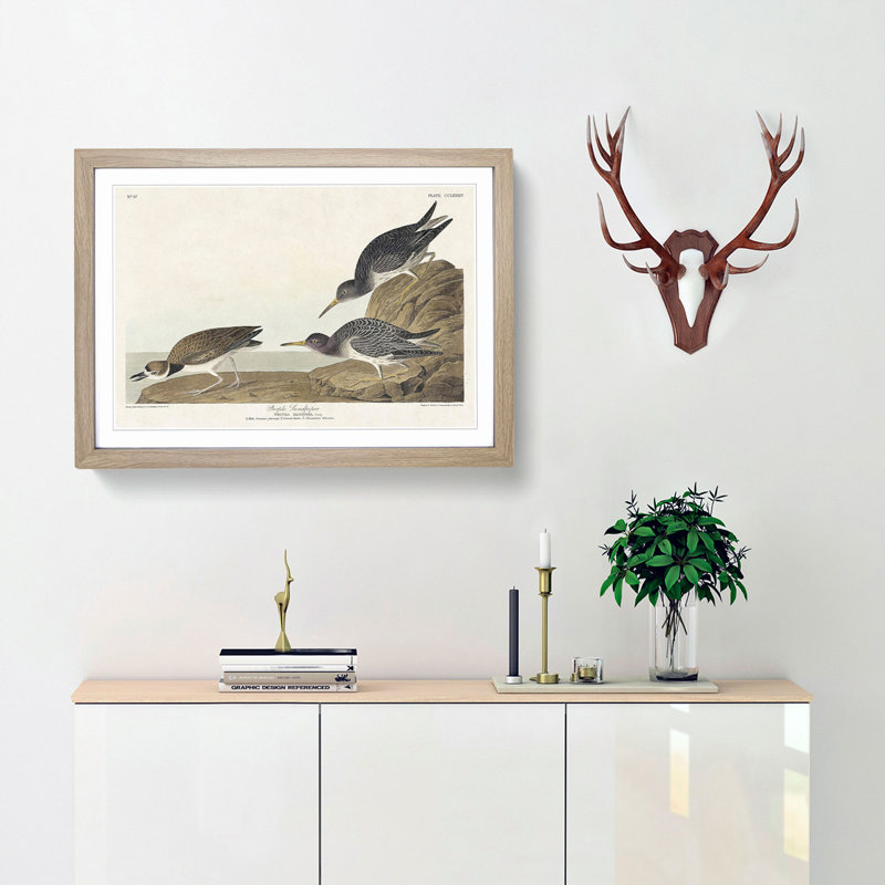 Sandpiper Birds by John Audubon - Picture Frame Painting Print, 36cm H x 48cm W x 2cm D, Oak Framed