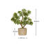 38cm Plant
