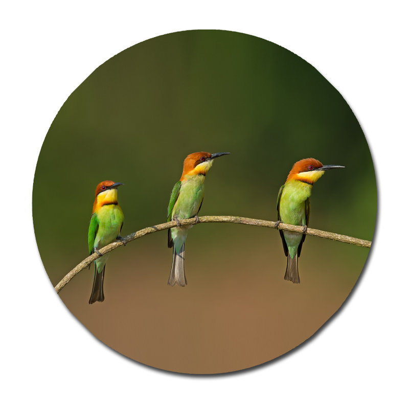 Three's Company - Photographie sur acrylique, H 24 po x l 24 po